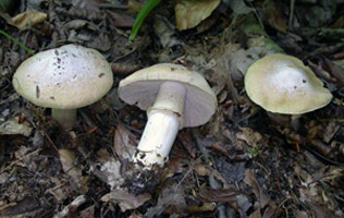 Rozites caperata, habitat and growth pattern. The center mushroom shows the median ring on the thick stalk.